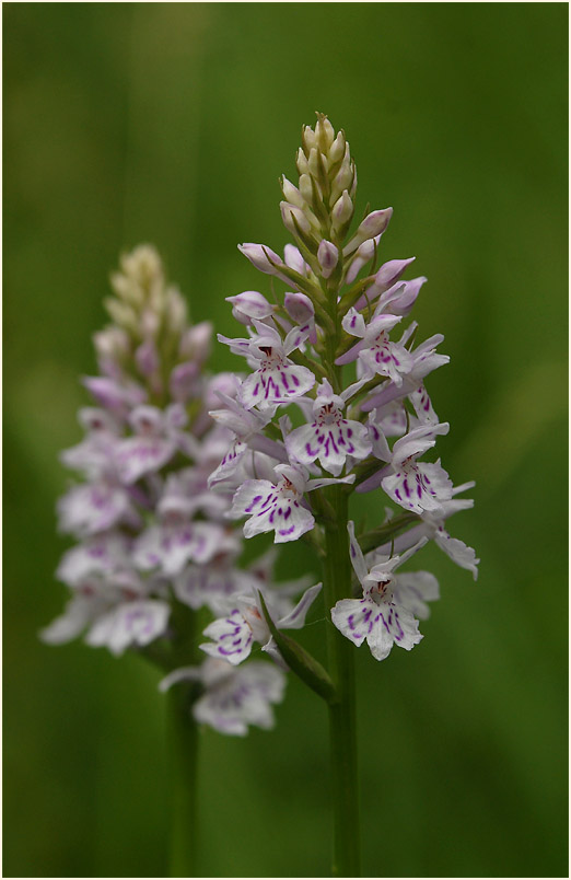 Geflecktes Knabenkraut (Dactylorhiza maculata)