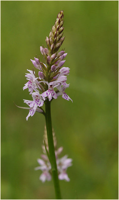 Geflecktes Knabenkraut (Dactylorhiza maculata)