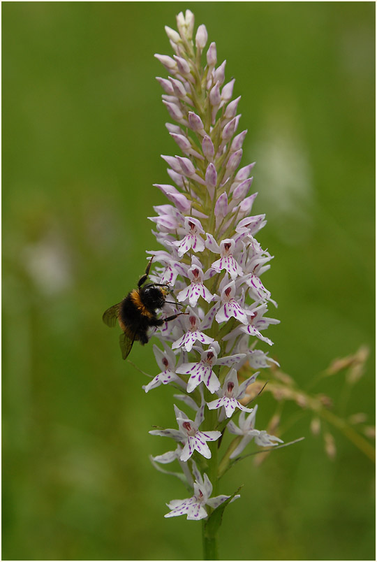 Geflecktes Knabenkraut (Dactylorhiza maculata)