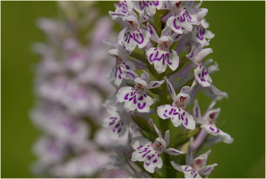 Geflecktes Knabenkraut (Dactylorhiza maculata)