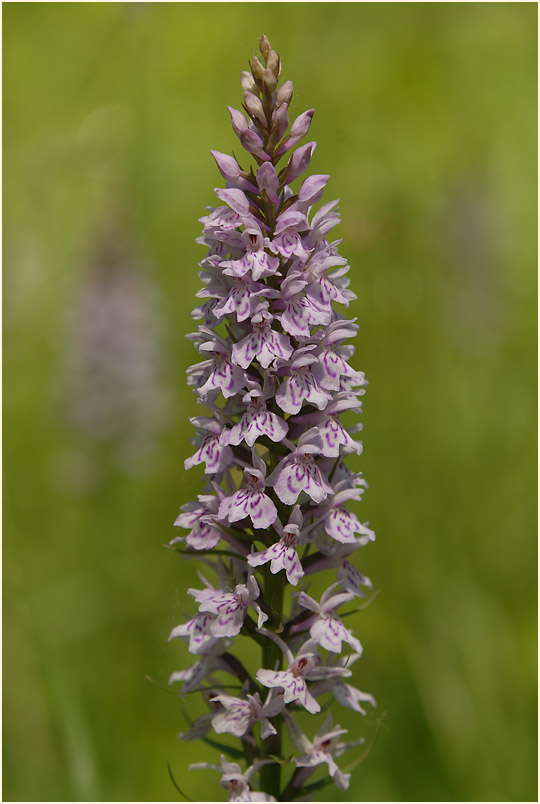 Geflecktes Knabenkraut (Dactylorhiza maculata)