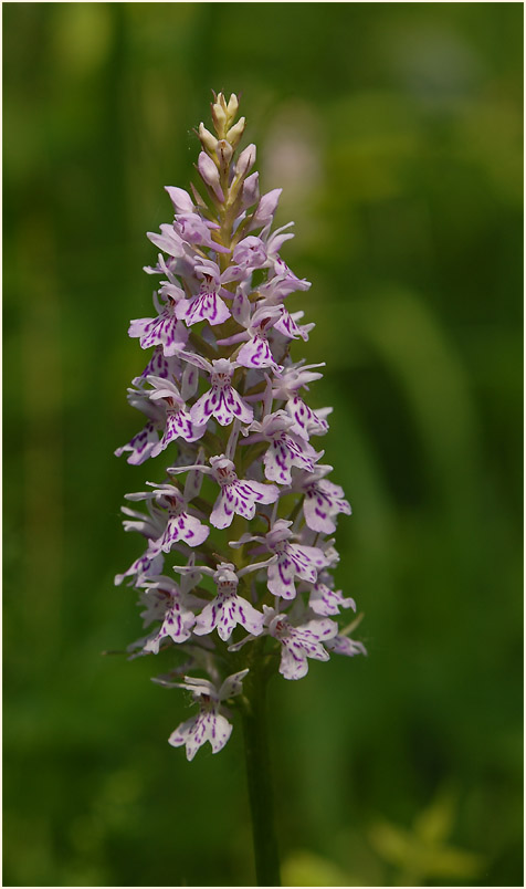 Geflecktes Knabenkraut (Dactylorhiza maculata)