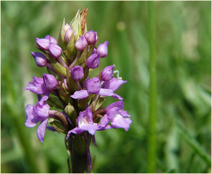 M&uuml;cken-H&auml;ndelwurz (Gymnadenia conospsea)