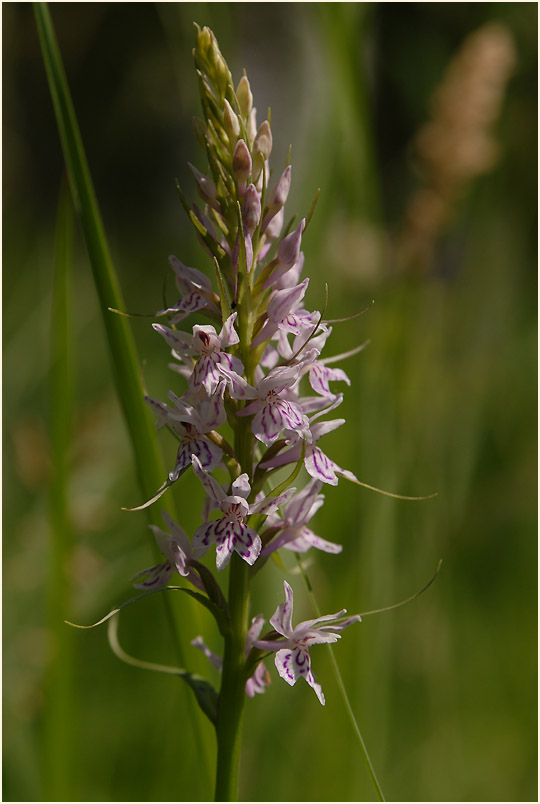 Geflecktes Knabenkraut (Dactylorhiza maculata)