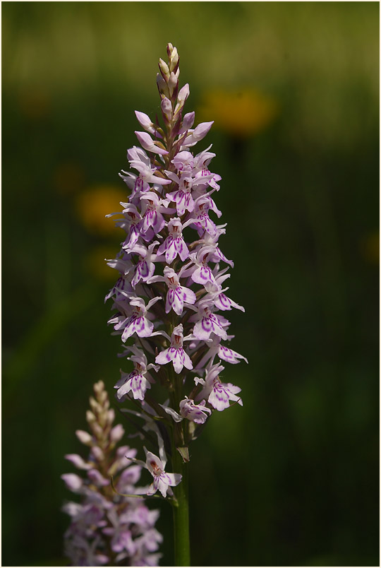 Geflecktes Knabenkraut (Dactylorhiza maculata)