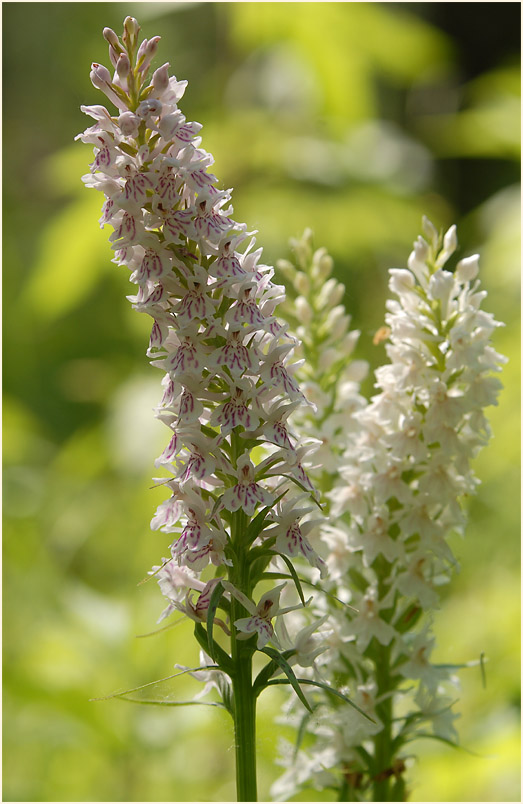 Geflecktes Knabenkraut (Dactylorhiza maculata)