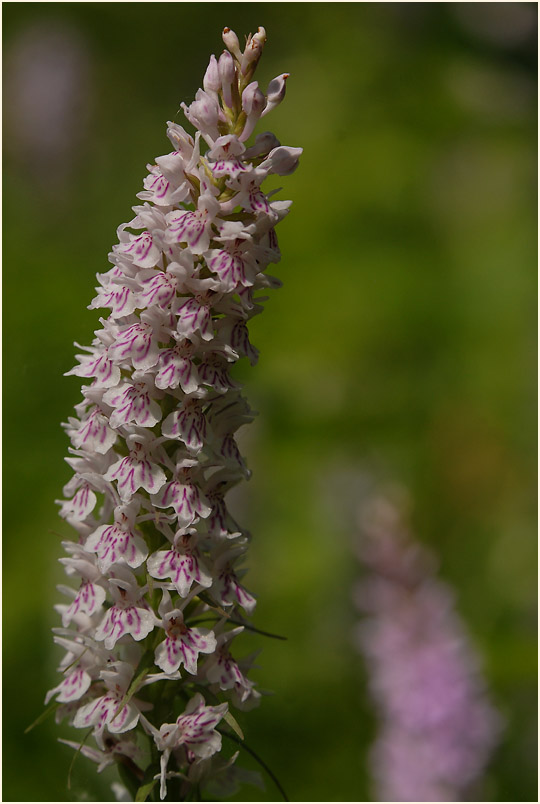 Geflecktes Knabenkraut (Dactylorhiza maculata)