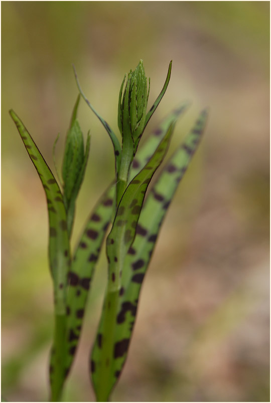 Geflecktes Knabenkraut (Dactylorhiza maculata)