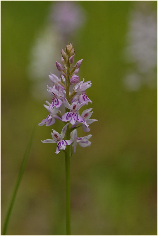 Geflecktes Knabenkraut (Dactylorhiza maculata)