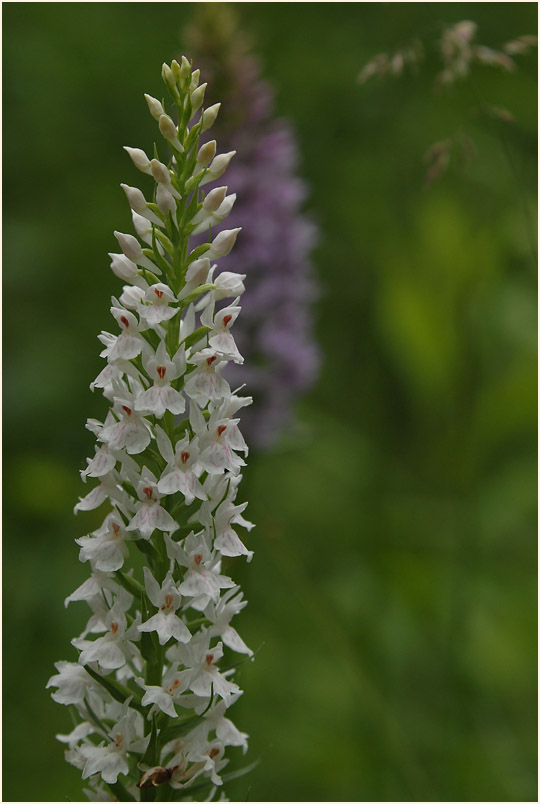 Geflecktes Knabenkraut (Dactylorhiza maculata)