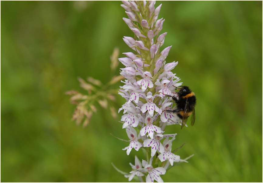 Geflecktes Knabenkraut (Dactylorhiza maculata)