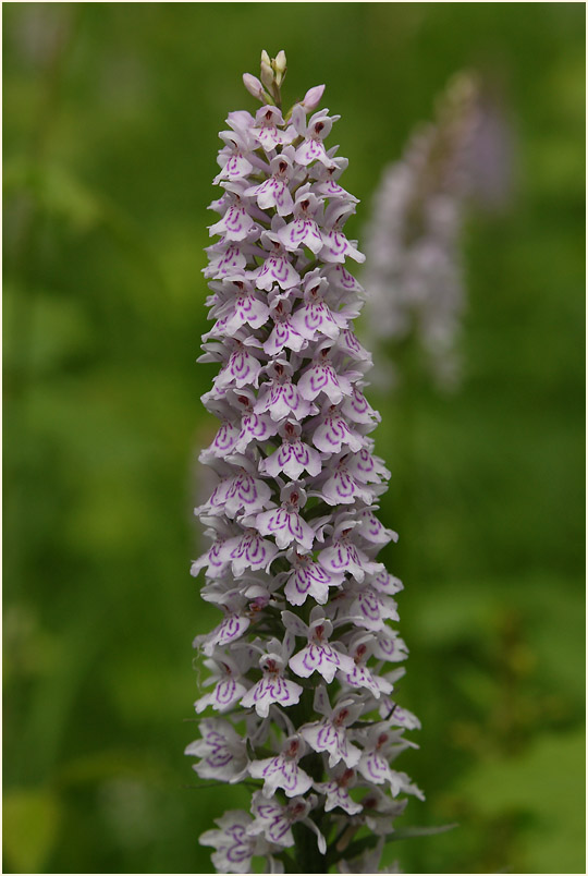 Geflecktes Knabenkraut (Dactylorhiza maculata)