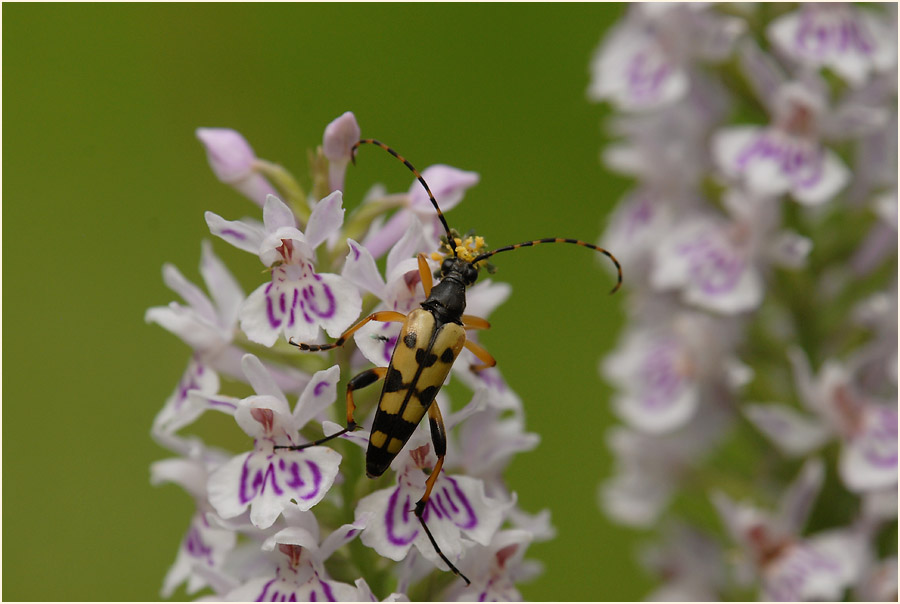 Geflecktes Knabenkraut (Dactylorhiza maculata)