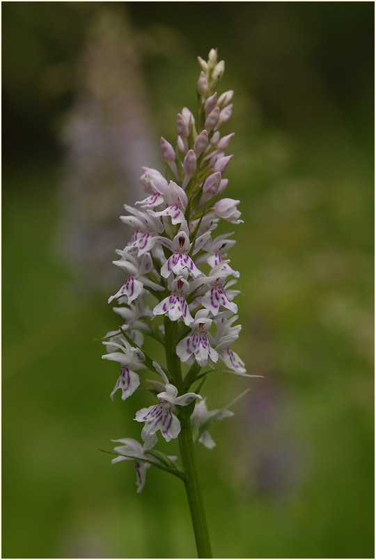 Geflecktes Knabenkraut (Dactylorhiza maculata)