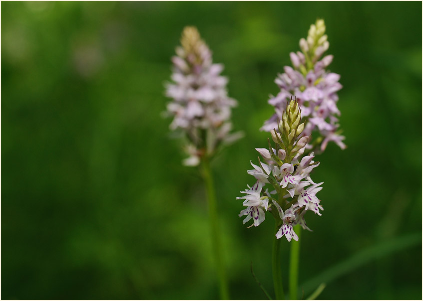 Geflecktes Knabenkraut (Dactylorhiza maculata)