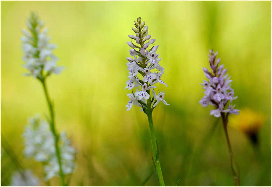 Geflecktes Knabenkraut (Dactylorhiza maculata)