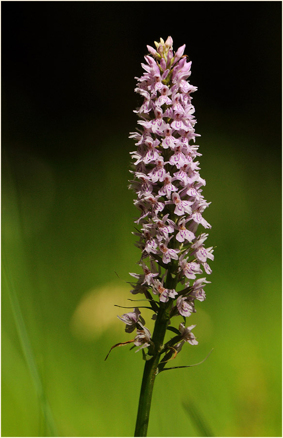 Geflecktes Knabenkraut (Dactylorhiza maculata)