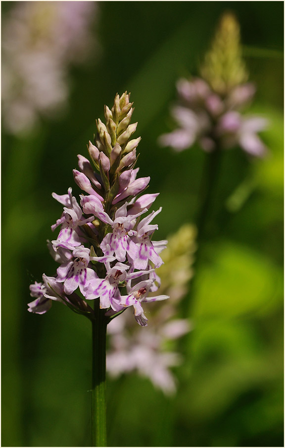 Geflecktes Knabenkraut (Dactylorhiza maculata)