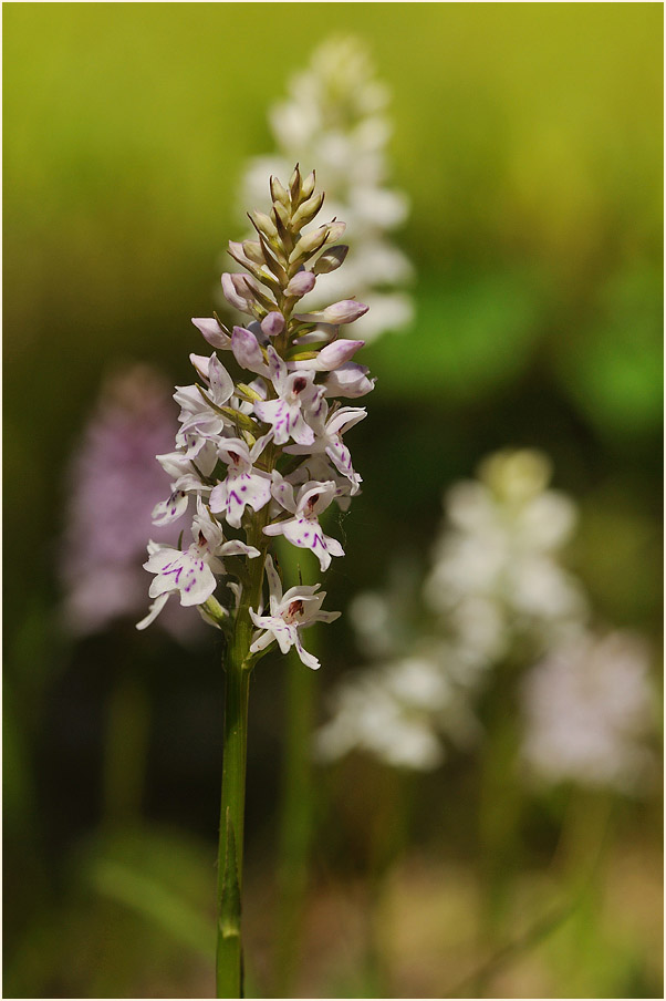 Geflecktes Knabenkraut (Dactylorhiza maculata)