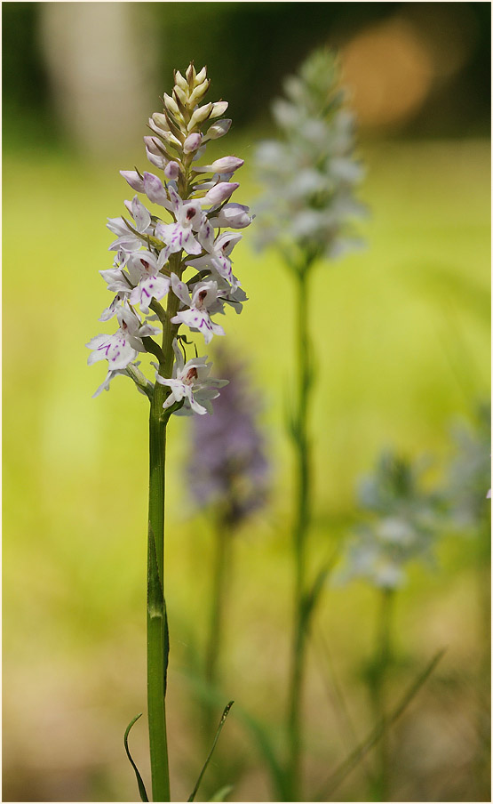 Geflecktes Knabenkraut (Dactylorhiza maculata)