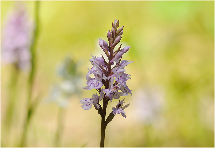 Geflecktes Knabenkraut (Dactylorhiza maculata)