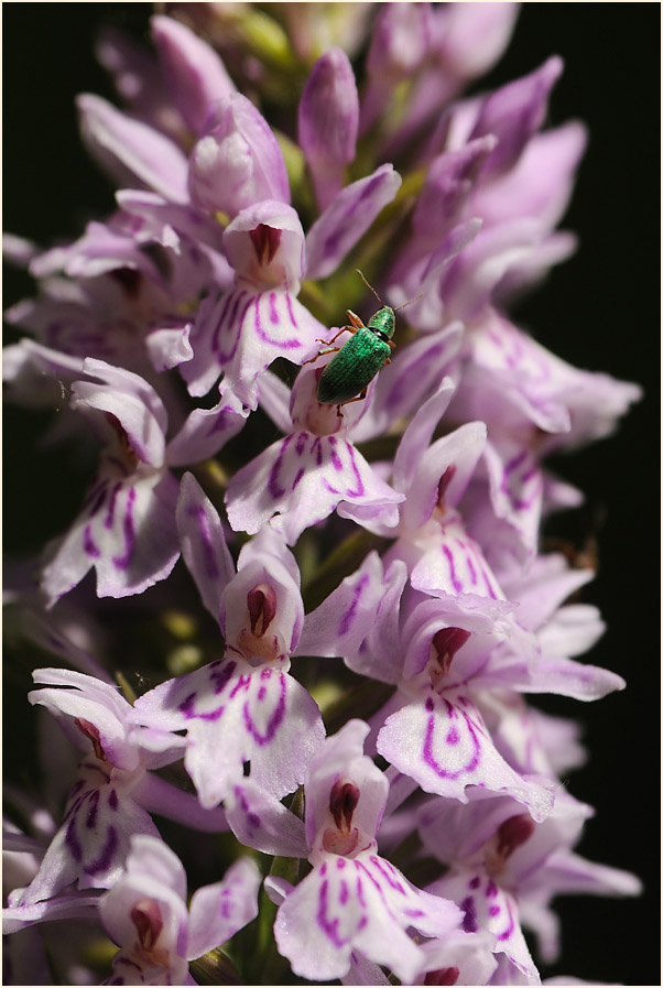 Geflecktes Knabenkraut (Dactylorhiza maculata)