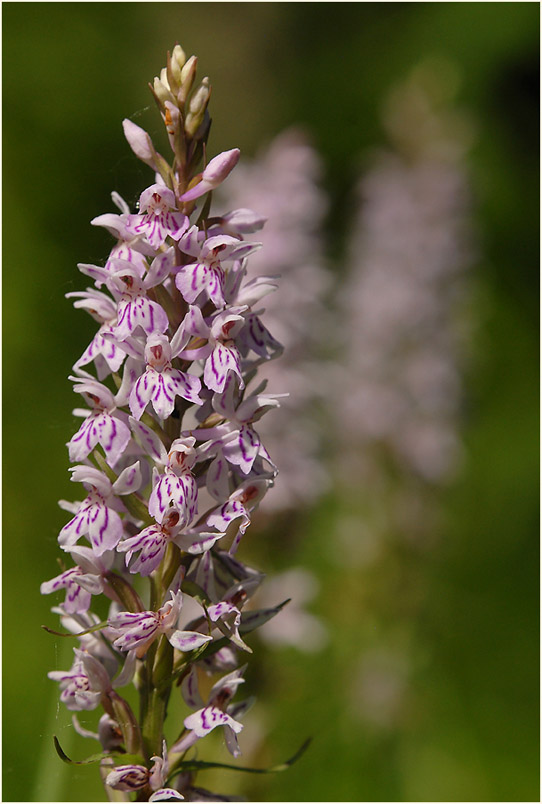 Geflecktes Knabenkraut (Dactylorhiza maculata)