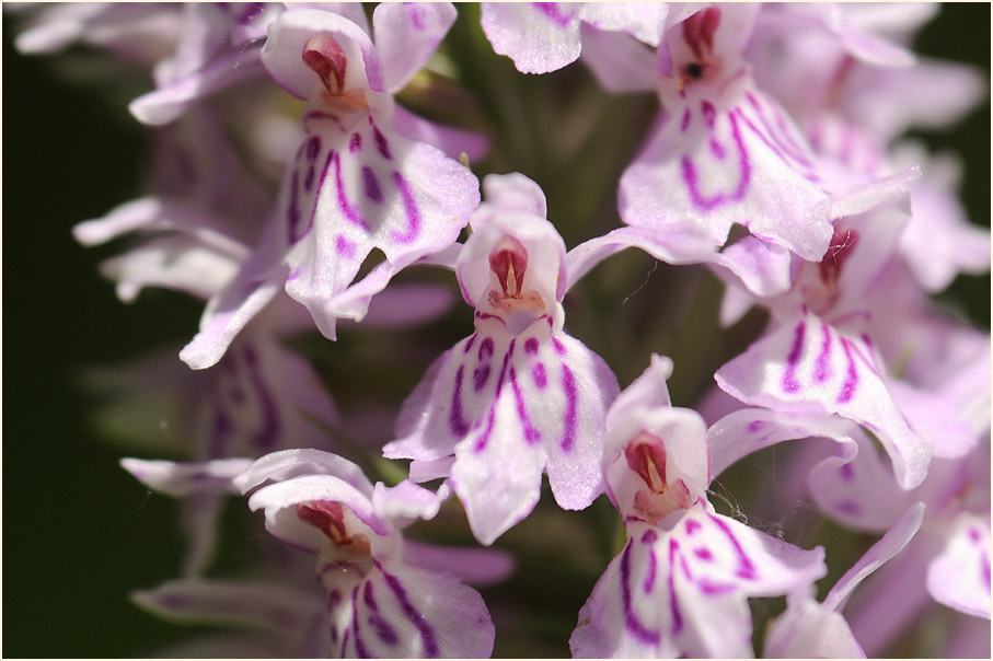 Geflecktes Knabenkraut (Dactylorhiza maculata)