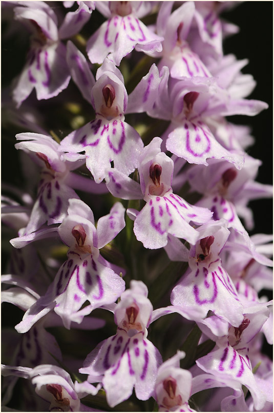 Geflecktes Knabenkraut (Dactylorhiza maculata)