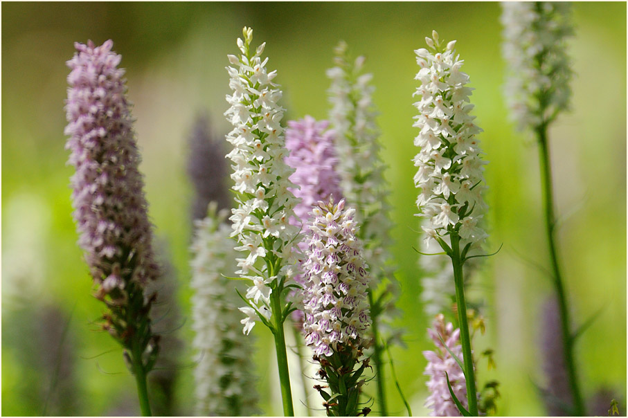 Geflecktes Knabenkraut (Dactylorhiza maculata)