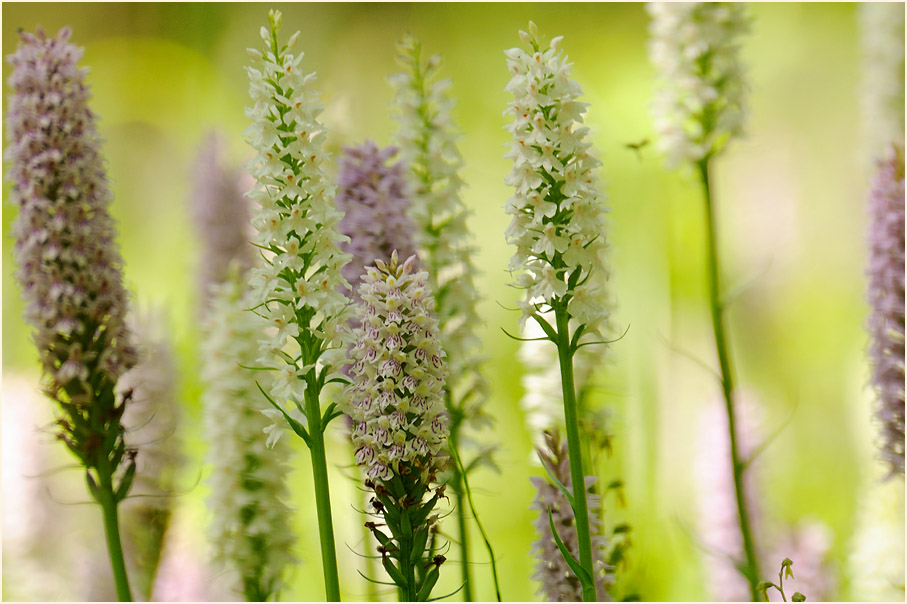 Geflecktes Knabenkraut (Dactylorhiza maculata)