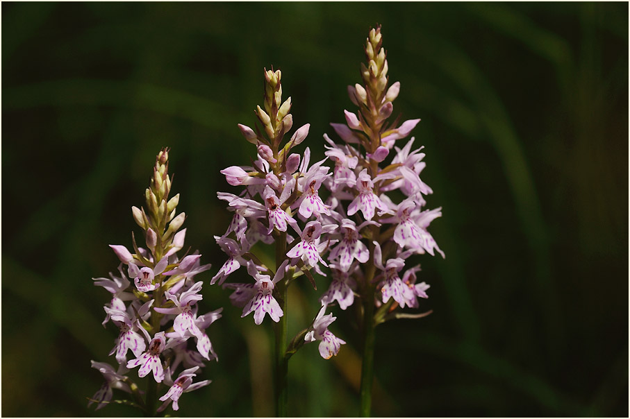 Geflecktes Knabenkraut (Dactylorhiza maculata)