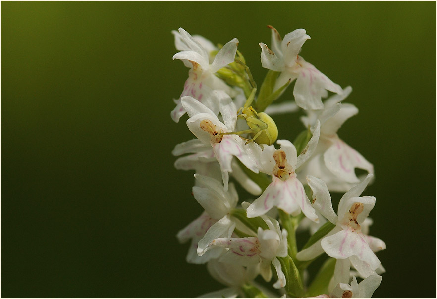 Geflecktes Knabenkraut (Dactylorhiza maculata)