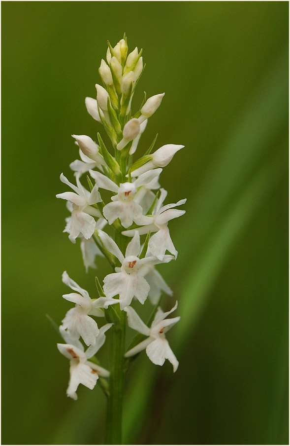 Geflecktes Knabenkraut (Dactylorhiza maculata)