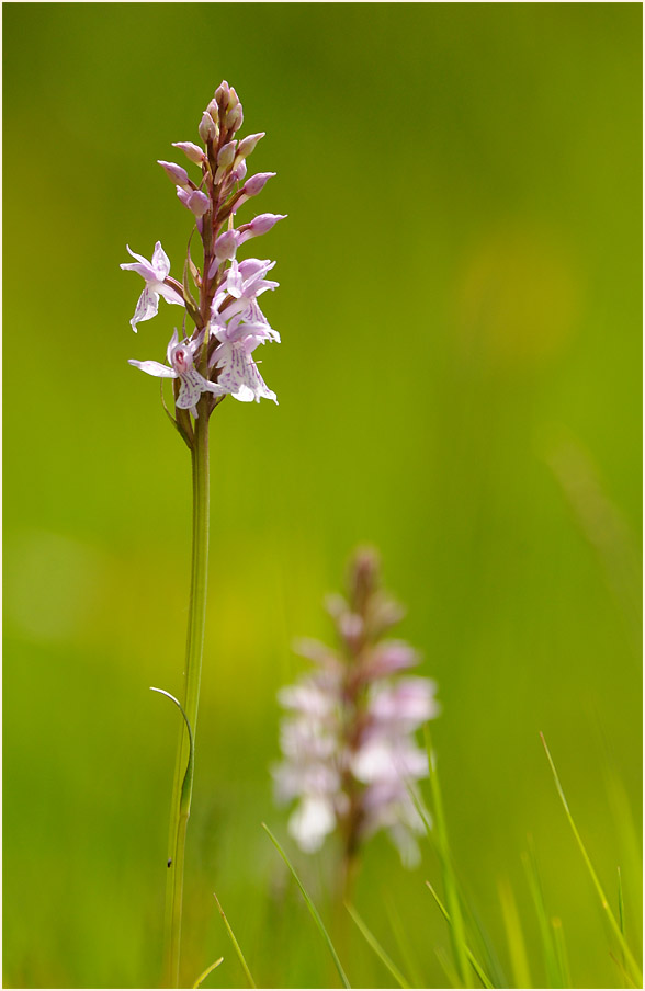 Geflecktes Knabenkraut (Dactylorhiza maculata)