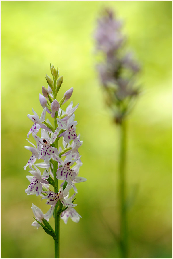 Geflecktes Knabenkraut (Dactylorhiza maculata)