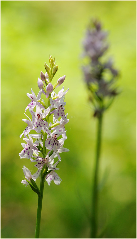 Geflecktes Knabenkraut (Dactylorhiza maculata)