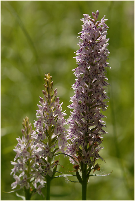 Geflecktes Knabenkraut (Dactylorhiza maculata)