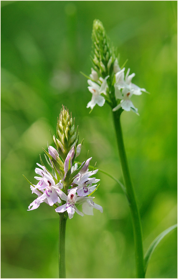 Geflecktes Knabenkraut (Dactylorhiza maculata)