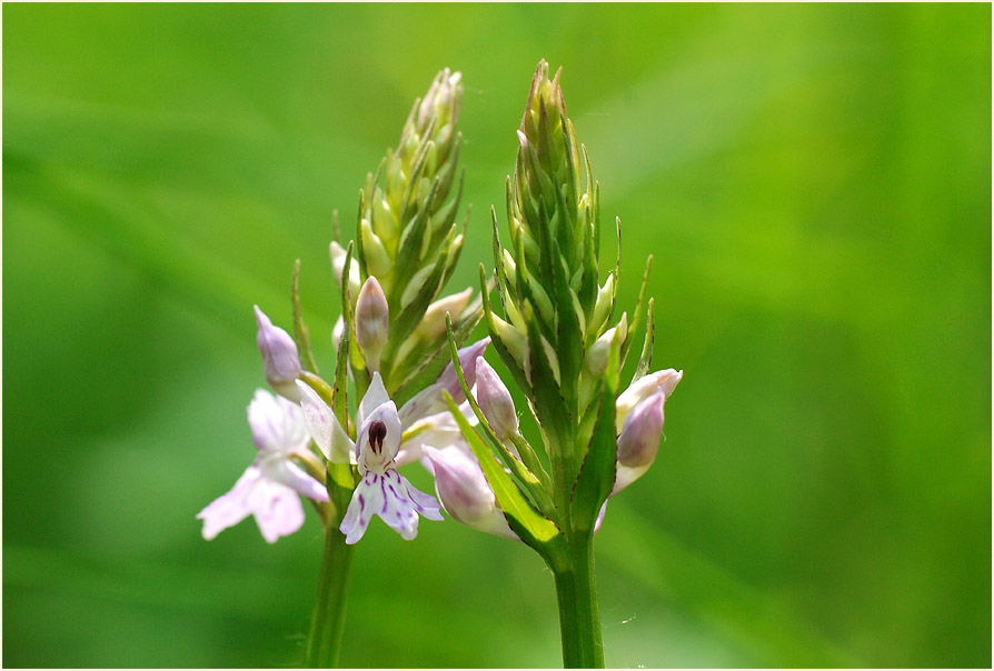 Geflecktes Knabenkraut (Dactylorhiza maculata)