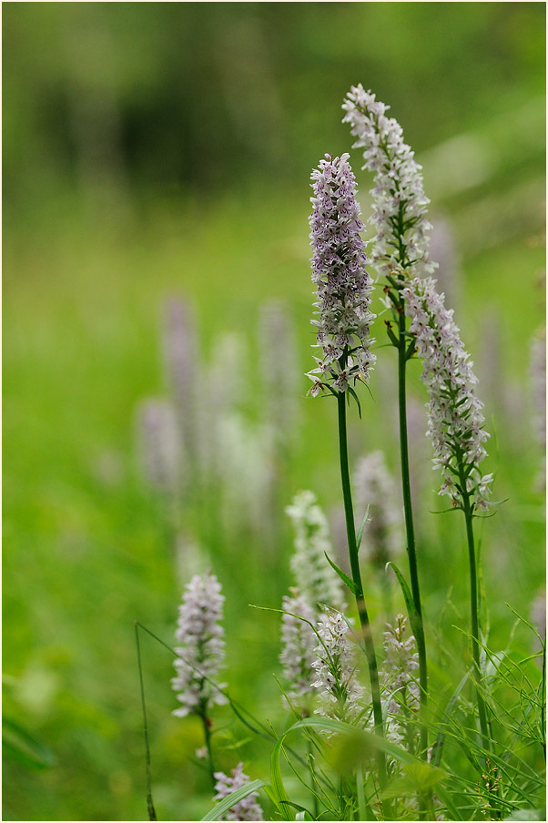 Geflecktes Knabenkraut (Dactylorhiza maculata)