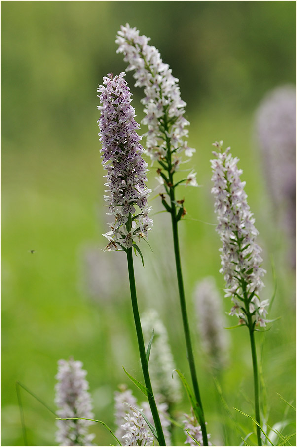 Geflecktes Knabenkraut (Dactylorhiza maculata)