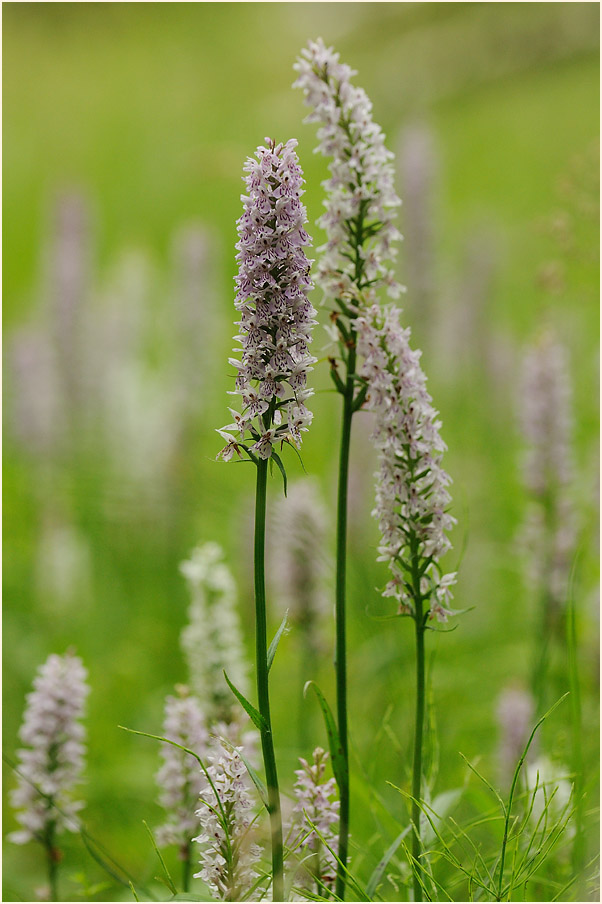 Geflecktes Knabenkraut (Dactylorhiza maculata)