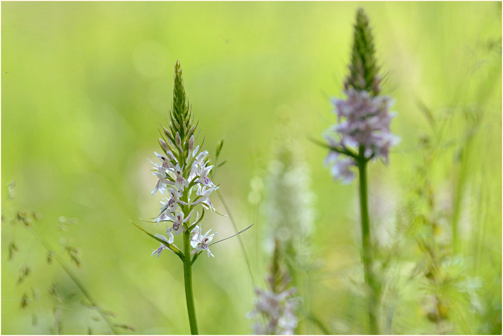 Geflecktes Knabenkraut (Dactylorhiza maculata)