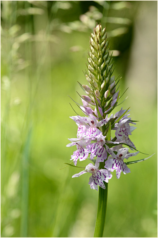 Geflecktes Knabenkraut (Dactylorhiza maculata)