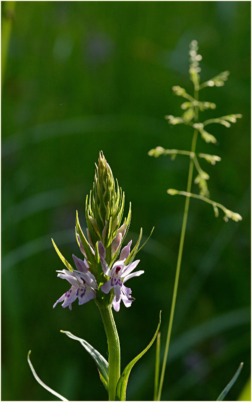 Geflecktes Knabenkraut (Dactylorhiza maculata)