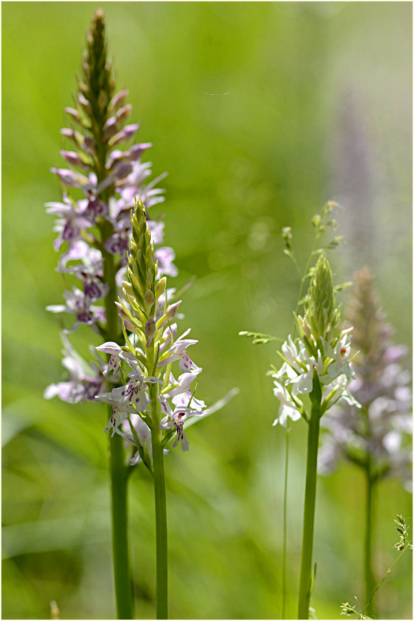 Geflecktes Knabenkraut (Dactylorhiza maculata)