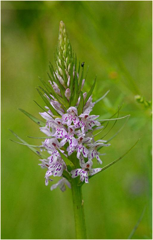 Geflecktes Knabenkraut (Dactylorhiza maculata)