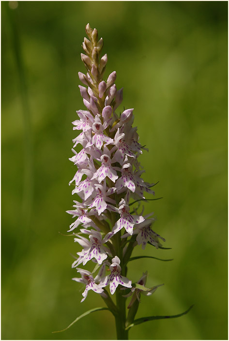 Geflecktes Knabenkraut (Dactylorhiza maculata)