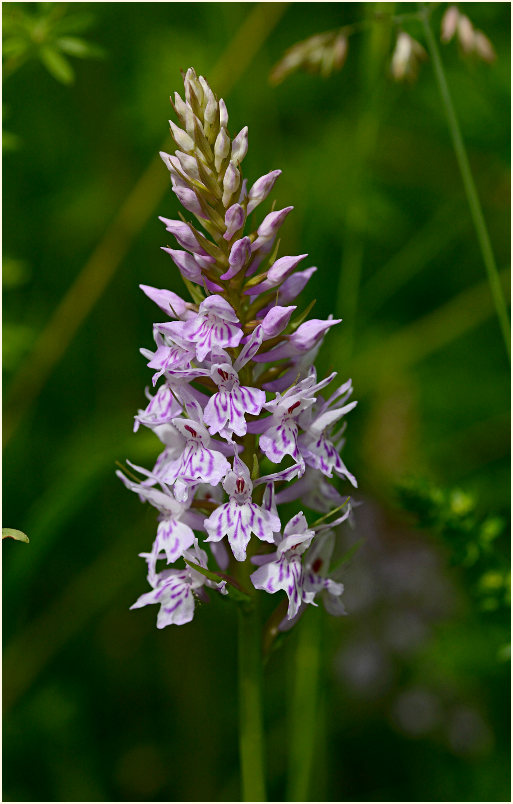 Geflecktes Knabenkraut (Dactylorhiza maculata)